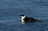 Razorbill (adult)