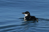 Razorbill (juvenile)