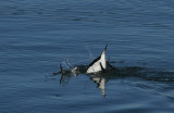 Razorbill (adult)