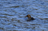 Common Goldeneye (female)