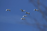 Tundra Swans