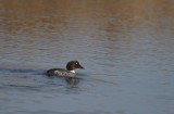 Common Goldeneye (female)