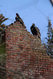 Turkey Vultures