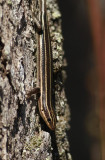 Five-lined Skink