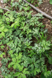 Hydrophyllum virginianum- Virginia Waterleaf