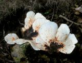 Scalloped Fungus