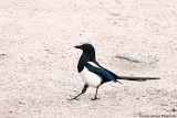 Black-billed Magpie (43080)