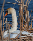 Mute Swan (24621)