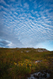 Mackerel Sky