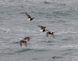  Long-tailed duck