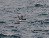 White-billed diver