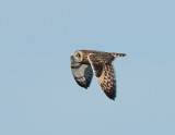 Short-eared owl