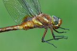 Siesj Skne 6 Juni 2012