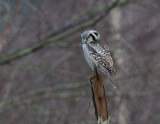  Dagss Halland 13.Januari-13