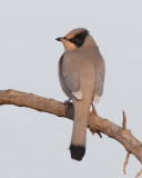 Hypokolius