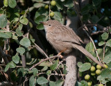 Common babbler