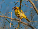 Ruppells weaver