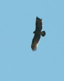 Greater spotted eagle 2k