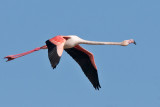 Greater flamingo