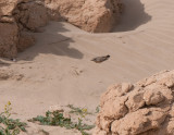 Persian wheatear