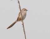 Graceful prinia