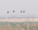 Ferruginous duck