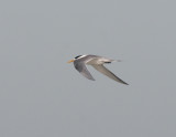 Greater crested tern