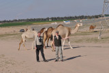 We and some Camels