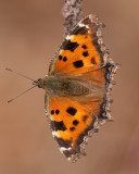 Butterflyes ( Fjärilar )