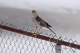 I Had A Yard Visitor Today