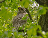 Great Horned Owl