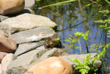 Green Frog