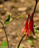 Columbine