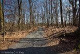 Trail in Springtime