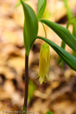 Bellwort