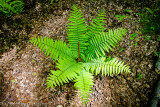 Cinnamon Fern II