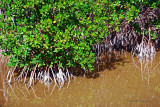 Edge of the Mangrove Forest