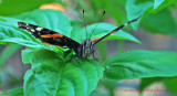 Red Admiral-close up