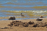 Ringed Plover