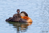 Red-necked Grebe