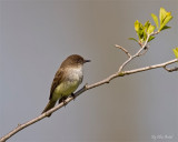 Eastern Phoebe