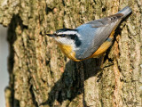 Red-breasted Nuthatch