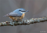 Red-breasted Nuthatch