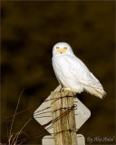 Snowy Owl