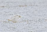 Snowy Owl