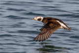 Long-tailed Duck Female