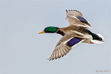 Mallard