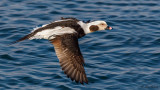 Long-tailed Duck