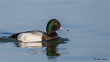 Lesser Scaup 