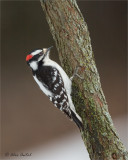 downy_woodpecker_
